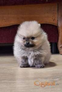 Pomeranski špic - Boo